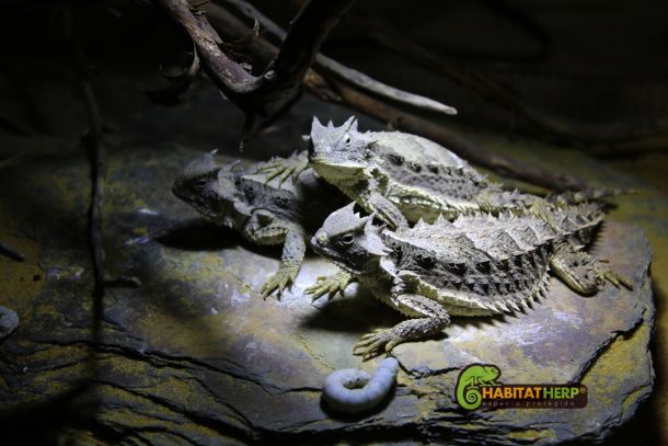 Terrarios para «lagartos cornudos» Phrynosoma asio